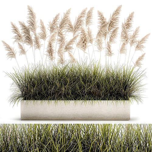 Pampas grass for landscaping 1070