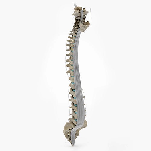 Vertebral column
