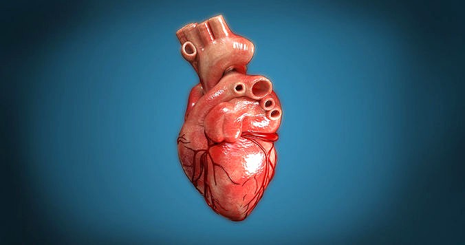 Human Heart