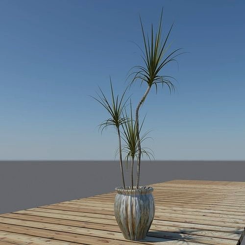 Dracaena Marginata
