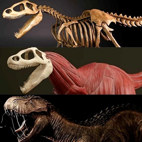 Dinosaur   skeleton  muscles