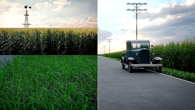 Cornfield