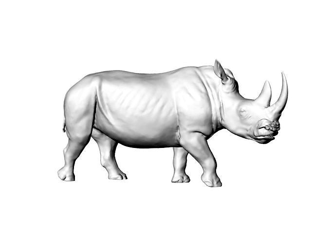 Rhinoceros