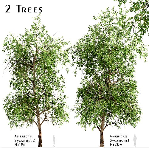 Set of American Sycamore or Platanus Occidentalis Trees