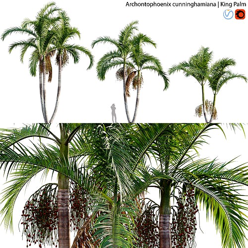 Archontophoenix cunninghamiana - King Palm - 02
