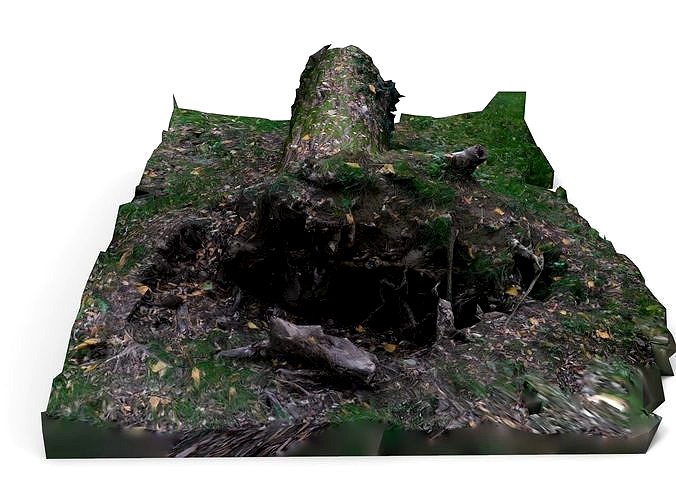 Fallen tree trunk