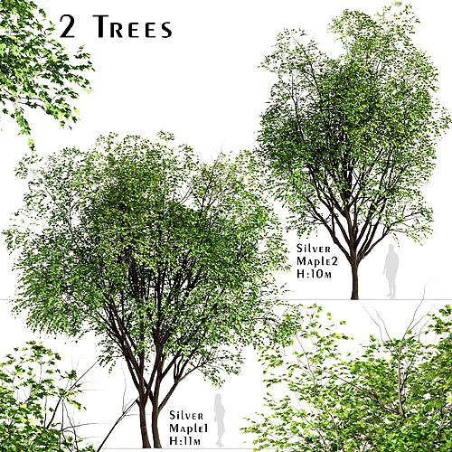 Set of Silver Maple or Acer Saccharinum Trees - 2 Trees