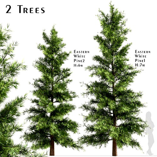 Set of Eastern White Pine or Pinus Strobus Trees - 2 Trees