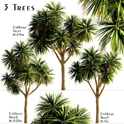 Set of New Zealand Cabbage or Cordyline Australis - 3 Trees
