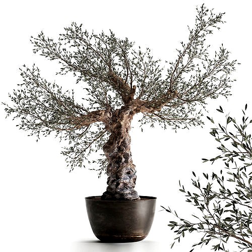 Olive tree in a rusty flowerpot for the interior 986