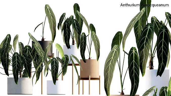 Anthurium Warocqueanum