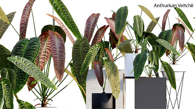 Anthurium Veitchii