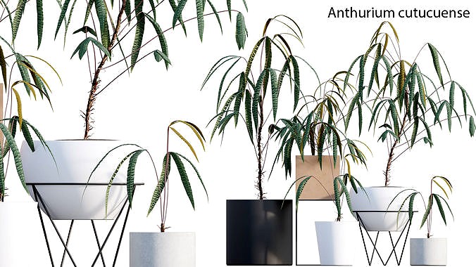 Anthurium cutucuense