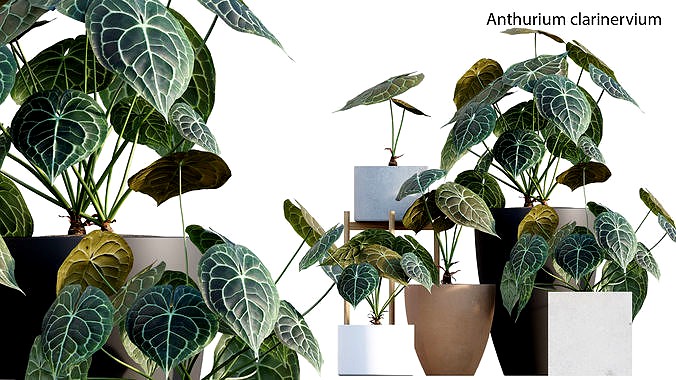 Anthurium clarinervium