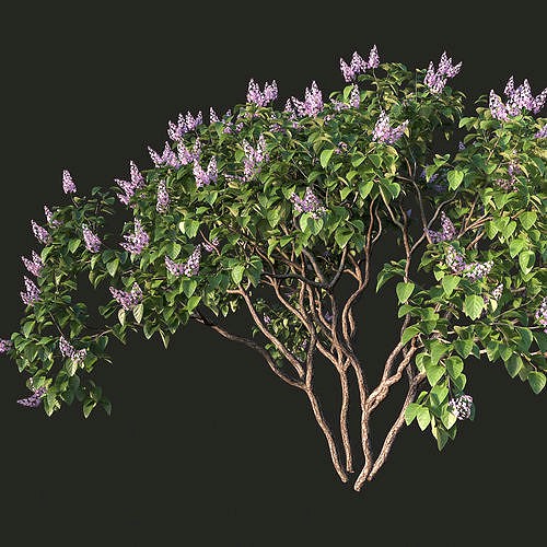 XfrogPlants Lilac - Syringa Vulgaris