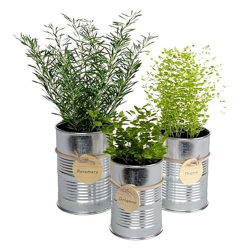 Kitchen Plants Set02
