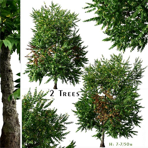Set of Cananga odorata or Ylang ylang Tree - 2 Trees