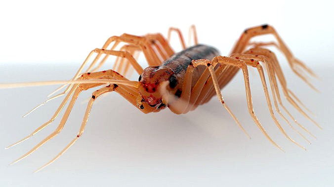 Centipede