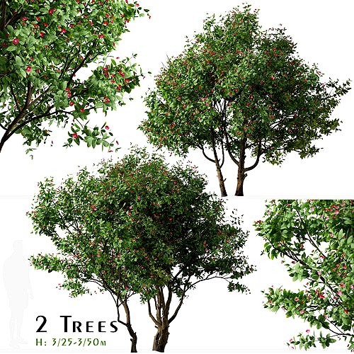 Set of Jatropha integerrima or Peregrina Tree - 2 Trees