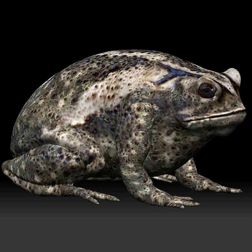 Cane Toad frog