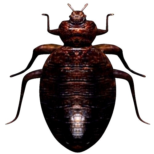 Bedbug bed bug