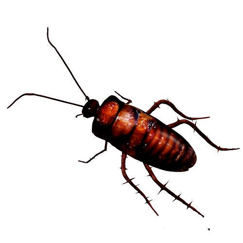 Cockroach