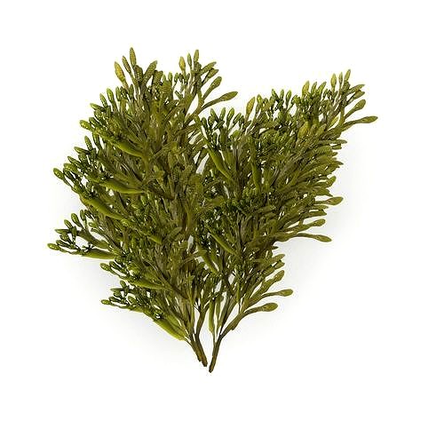 Egg Wrack seaweed H2