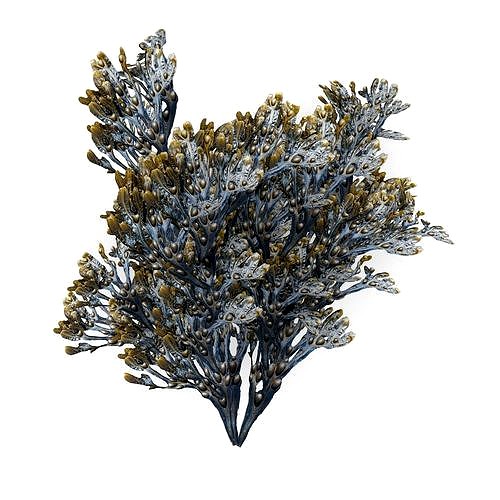 Egg Wrack seaweed H1