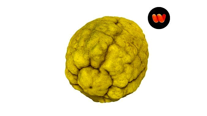 Citron Citrus medica - Extreme Definition Scanned