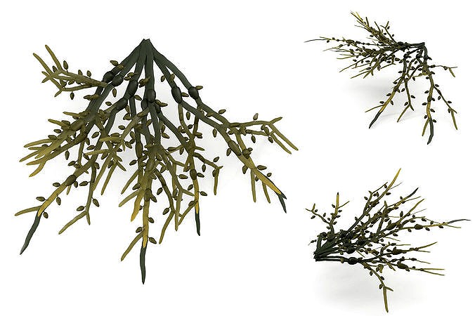 Egg Wrack seaweed