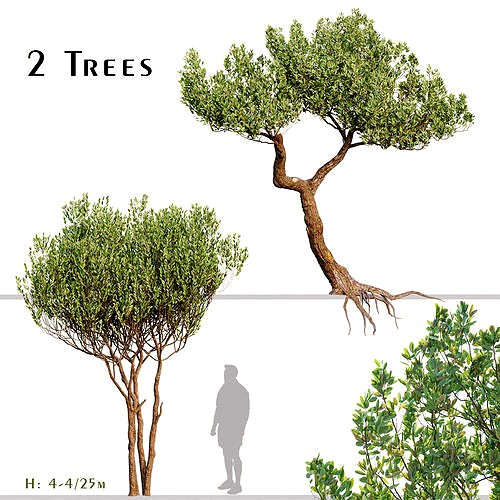 Set of Olive or Olea Europaea Tree - 2 Trees