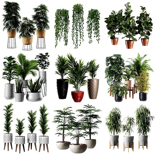 Plant Collection - 10 Items