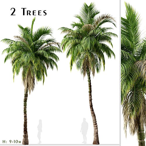Set of Kentia palm or Howea forsteriana Tree - 2 Trees
