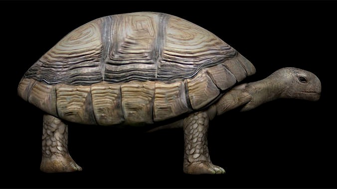 Tortoise Turtle