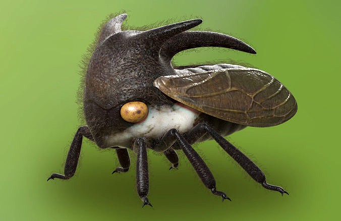 Treehopper