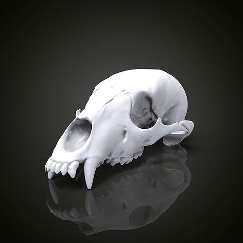 Bear scull | 3D