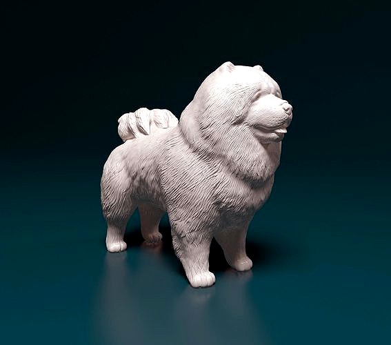 Chow-chow dog | 3D