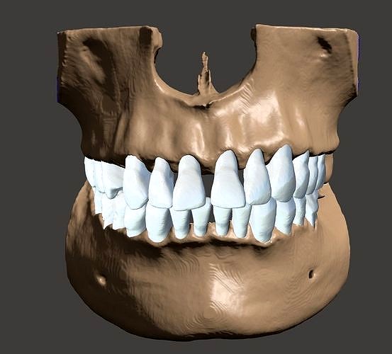 Maxillary and Mandibular dental models natural anatomical teeth | 3D