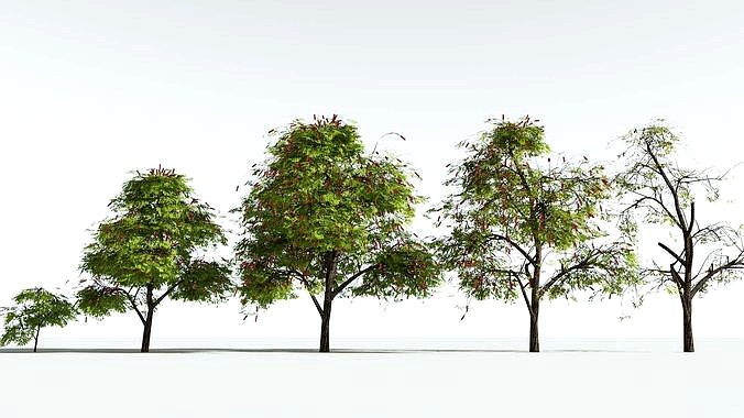 EVERYPlant Scarlet Bottlebrush EXT --28 Models--