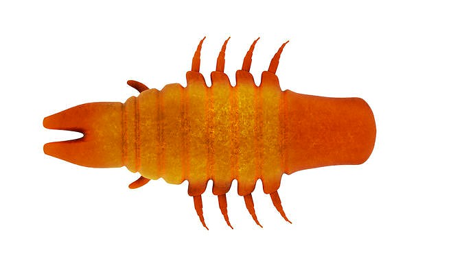insect Cockroach