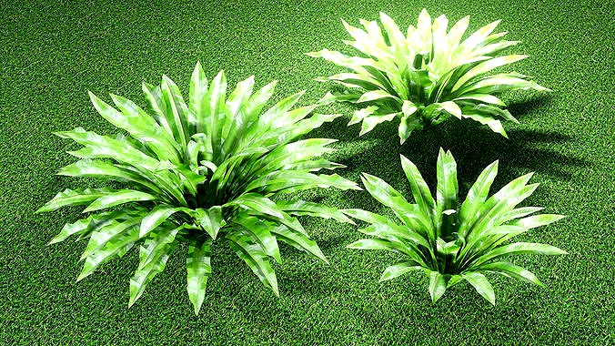 ASPLENIUM NIDUS