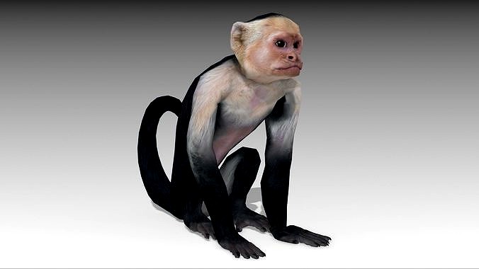 Capuchin Monkey