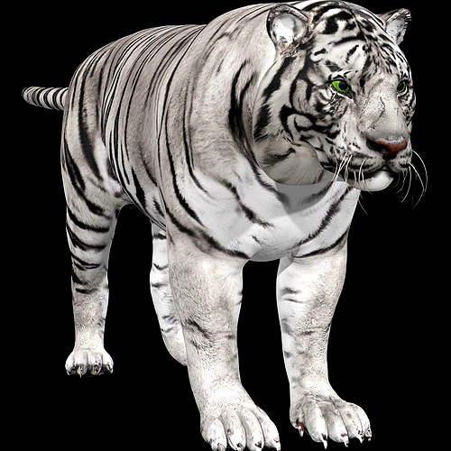 White Tiger Model