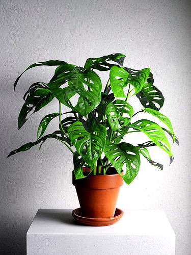 Monstera Monkey in Pot