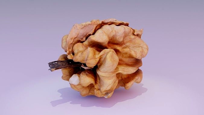 Walnut kernel high-poly