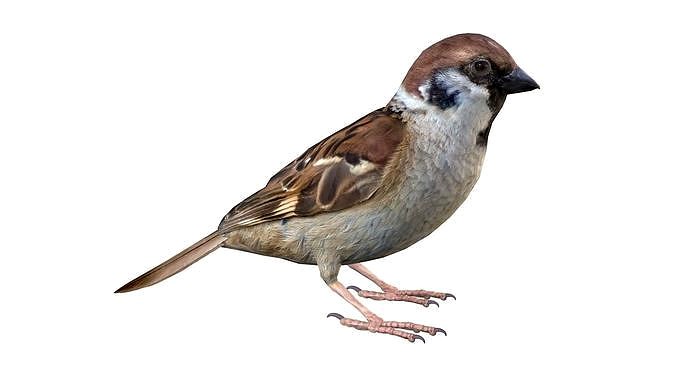 Sparrow Male