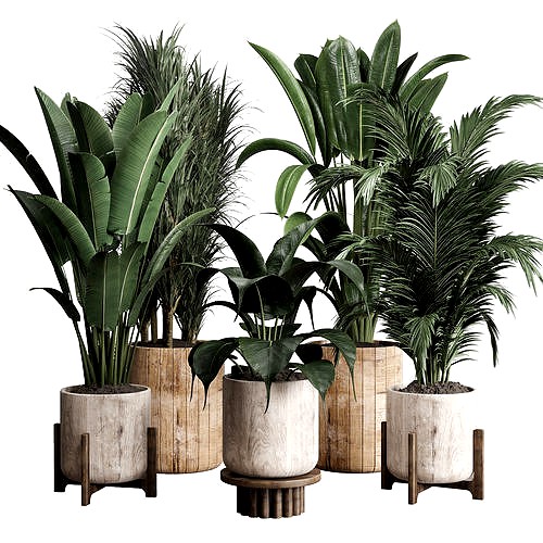 indoor plant  pot plant ficus rubbery palm ravenala wooden vase