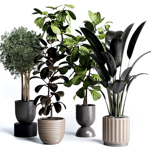 indoor plant pot plant ficus rubbery tree concrete dirt vase