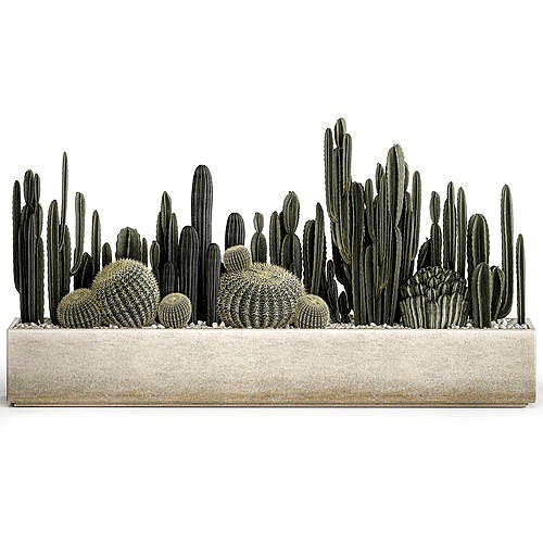 Cactus set in a concrete flowerpot for the interior 1102