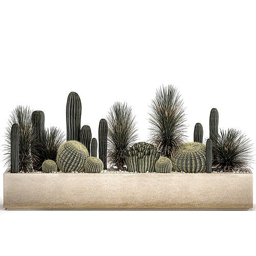 Cactus set in a concrete flowerpot for the interior 1101